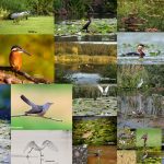 Colecție de păsări văzute și fotografiate pe Lacul Snagov
