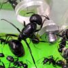 Caravana INSECTELOR - Image 2