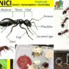 Caravana INSECTELOR
