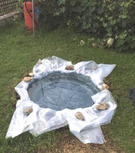 IMG_8304 Se scoate cauciucul și se mai nivelează fundul gropii și se verifică să nu existe nimic ascuțit. Recomandăm să puneți un strat de nisip de minim 1 cm. Puneți o folie groasă (am pus 2 straturi). Apoi cauciucul. În final am taiat surplusul de folie (+6-8 cm). Am mai pus o panză verde de jur împrejur și pietre decorative.