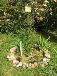 IMG_9046 Cum arată mini-iazul în forma finală (inclusiv etichete cu coduri pentru speciile existente de plante și faună)
